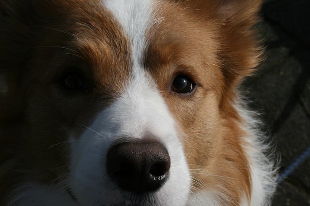 Red border collie