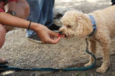 How To Make Real Meat Dog Treats