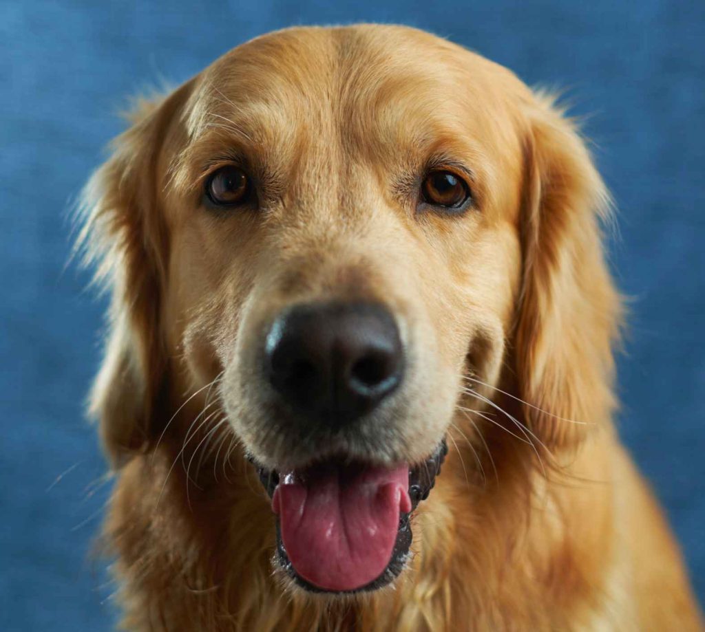 why do dogs have whiskers