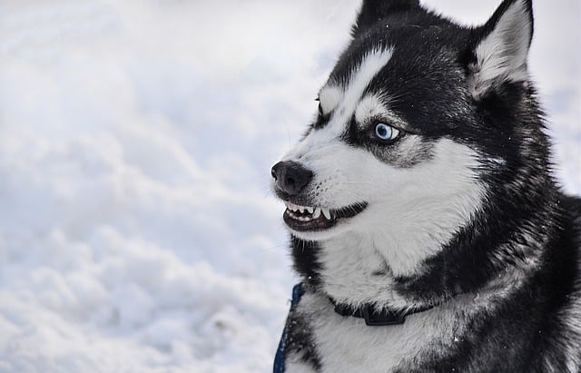 are huskies dangerous