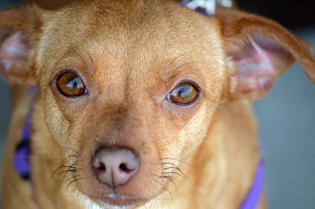 Why do Chiweenies lick so much