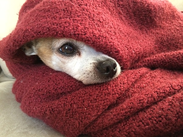Why do chihuahuas sleep under covers?