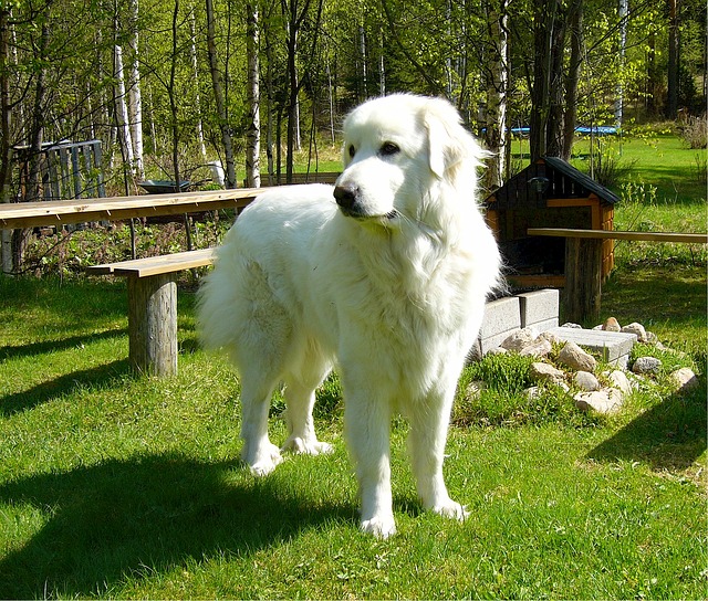 great Pyrenees like to swim