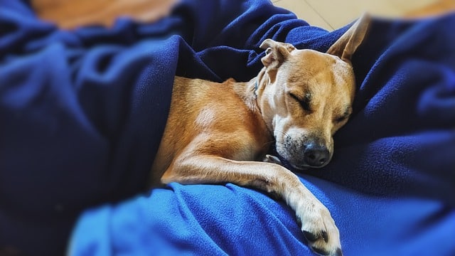 Do dogs get cold at night in the house