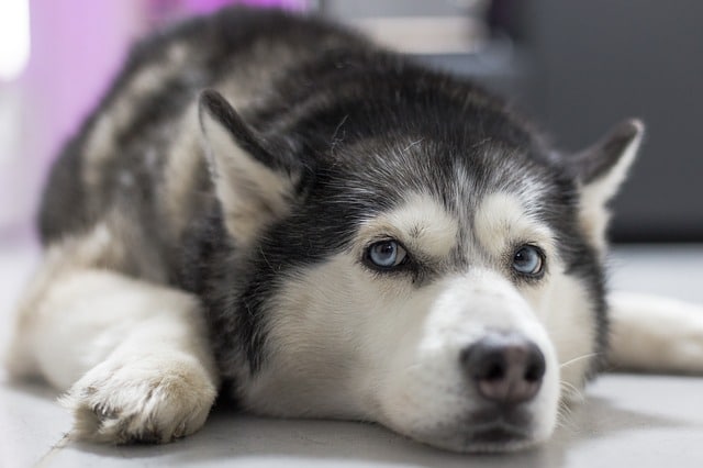 huskies talk