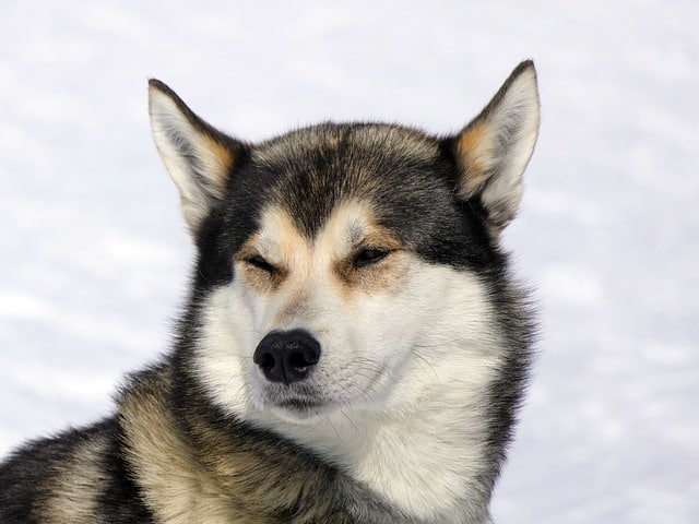 are huskies dangerous