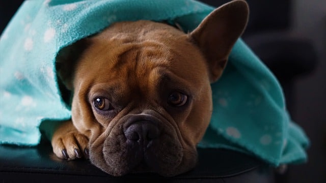 Do dogs get cold at night in the house