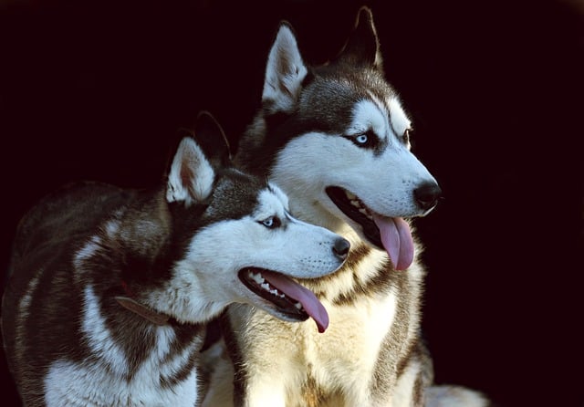 Do huskies need another dog