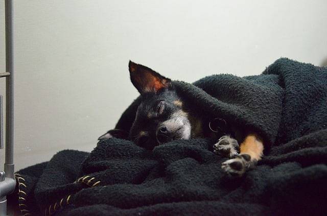chihuahuas sleep under covers