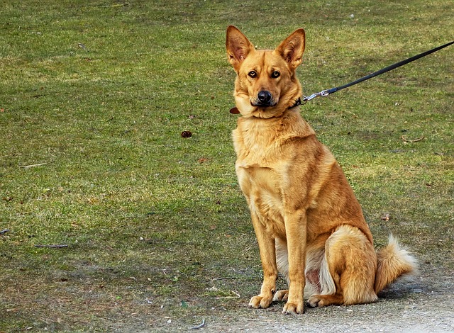 My dog stops walking and won't move