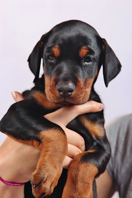 identify original Doberman puppy
