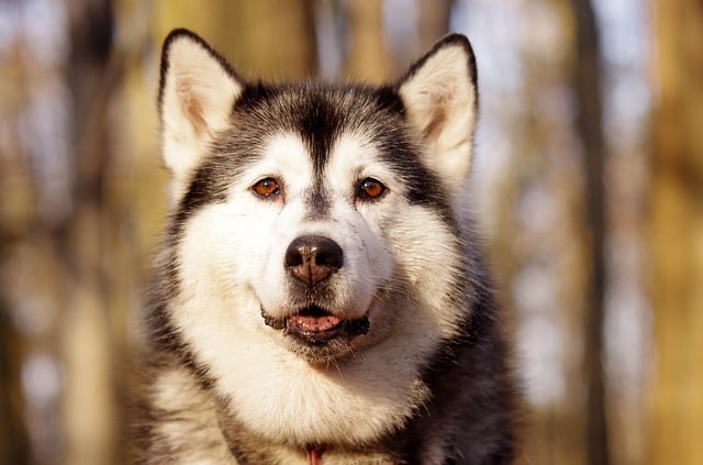 huskies talk