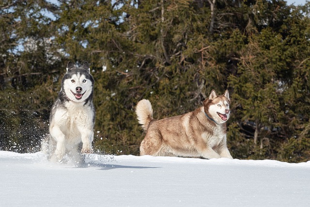 Do huskies need another dog