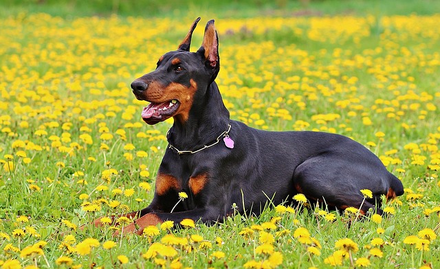 stop a doberman from barking