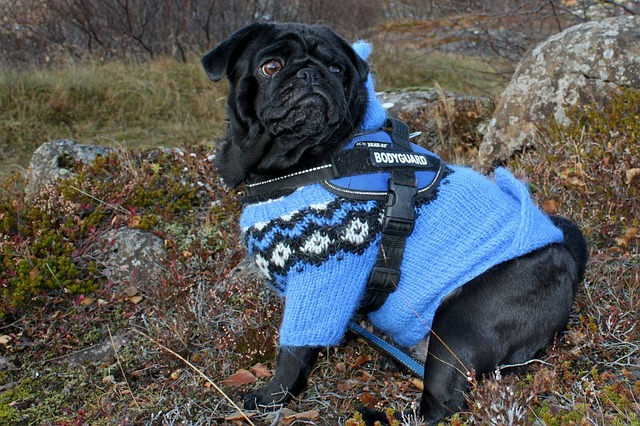 Do dogs get cold at night in the house
