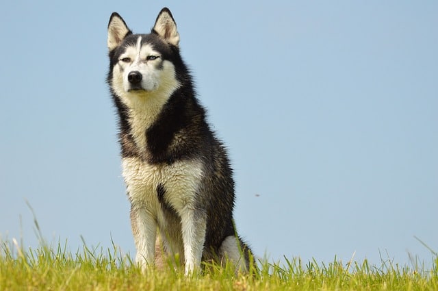 Will Siberian huskies protect their owners
