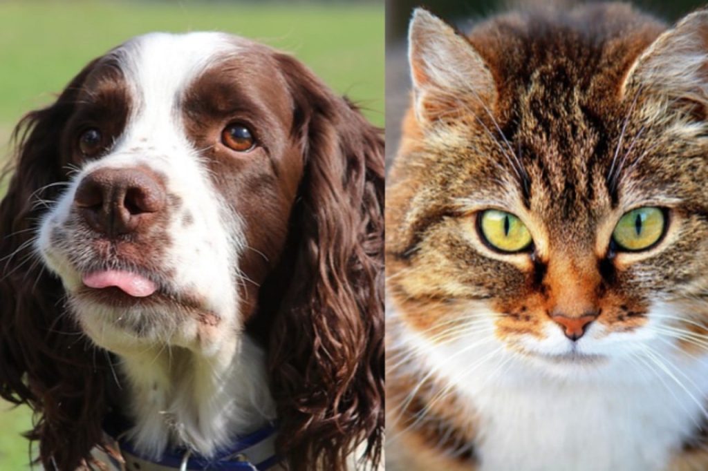 Are springer spaniels good with cats