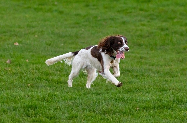 springer spaniel playing in the ground