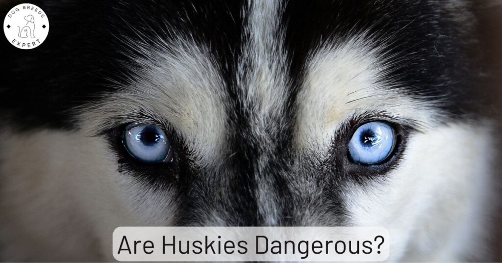 Are Huskies Dangerous