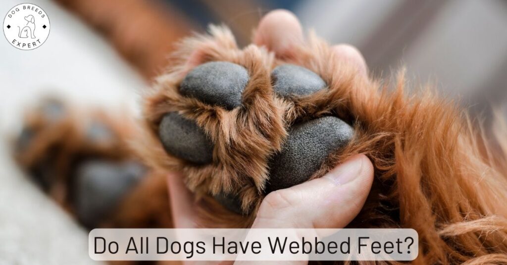 Do All Dogs Have Webbed Feet?