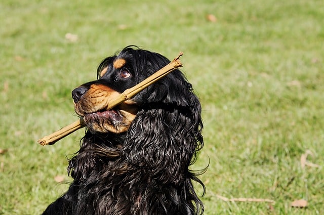 cocker spaniels have webbed feet