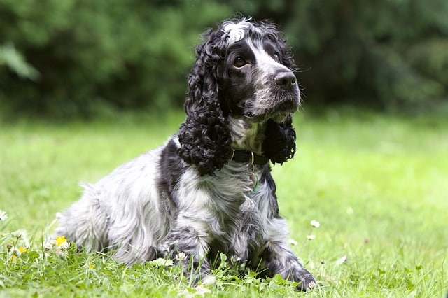 Do Cocker Spaniels Have Webbed Feet?