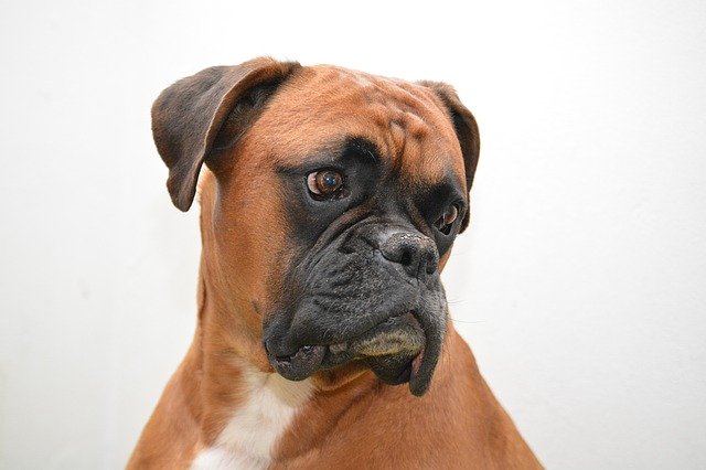 Do boxers have webbed feet?