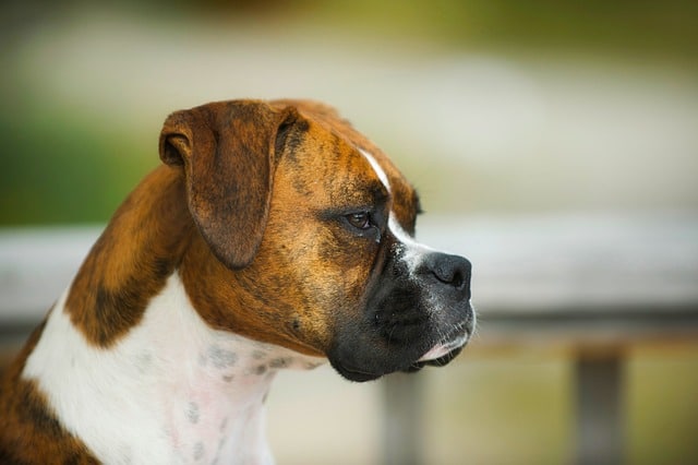 boxers have webbed feet