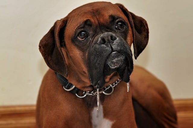 boxers have webbed feet