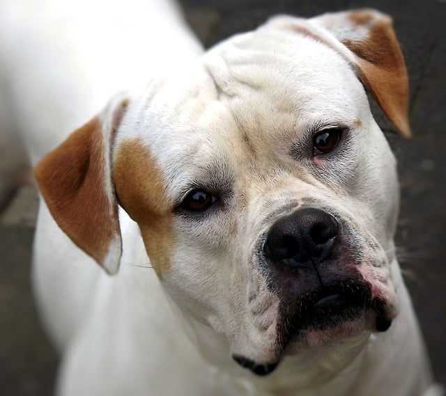 American bulldogs have webbed feet