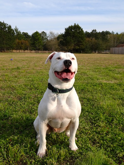 american bulldogs webbed feet