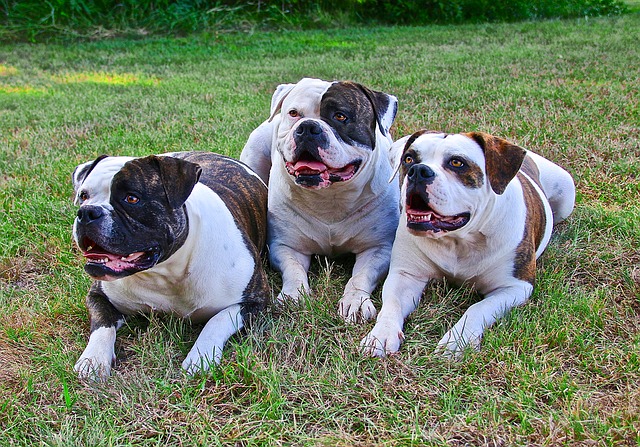 American bulldogs have webbed feet