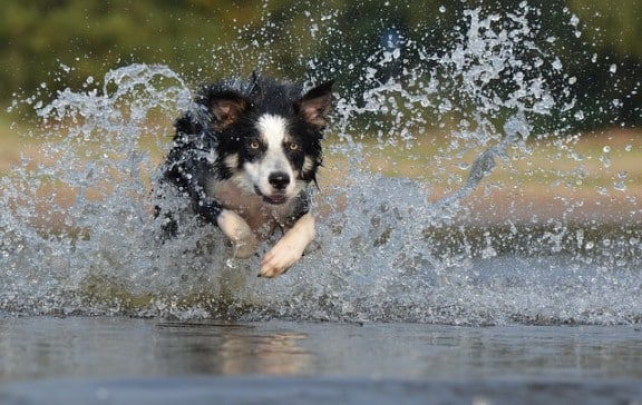 do border collies have webbed feet