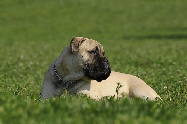 bullmastiffs webbed feet
