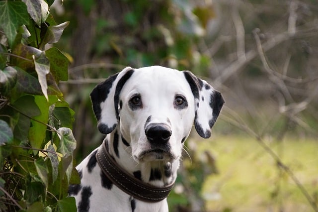 dalmatians have webbed feet
