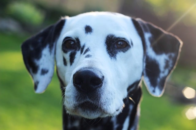 dalmatians have webbed feet