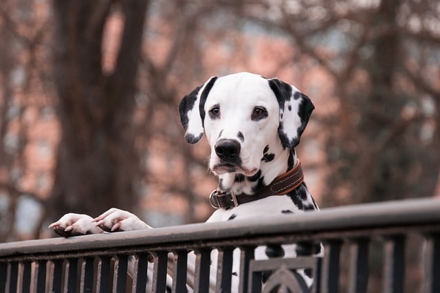 do dalmatians have webbed feet