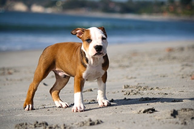 pitbulls webbed feet