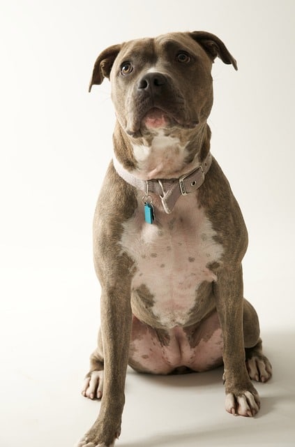 pitbull webbed feet