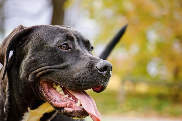 pitbull webbed feet