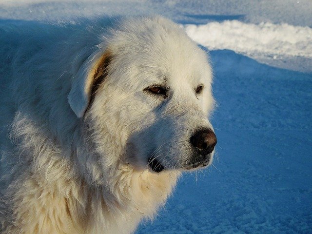 Do great Pyrenees like to swim?