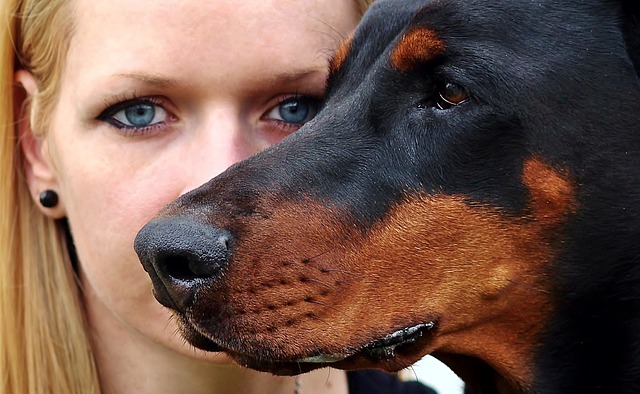 How to identify a purebred Doberman