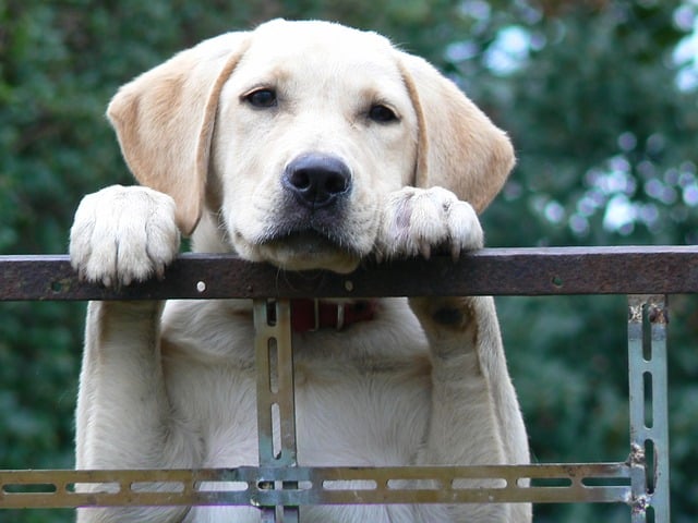 labs webbed feet