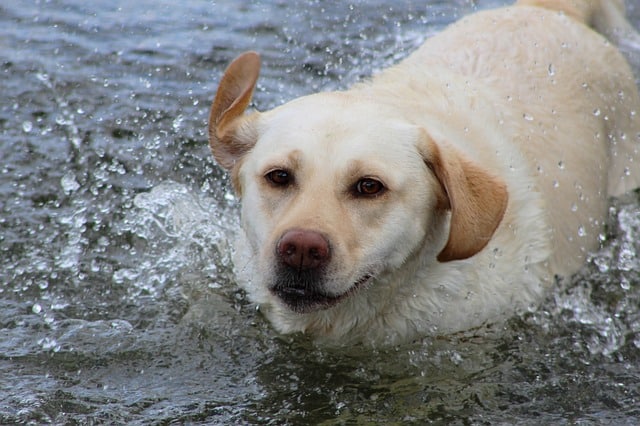 labs webbed feet