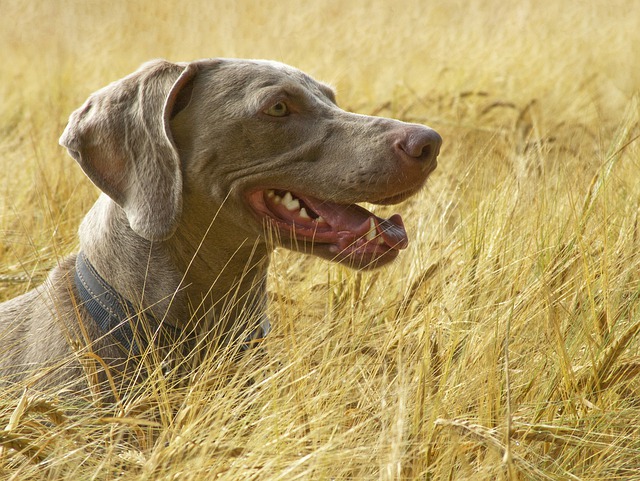 Weimaraners clingy