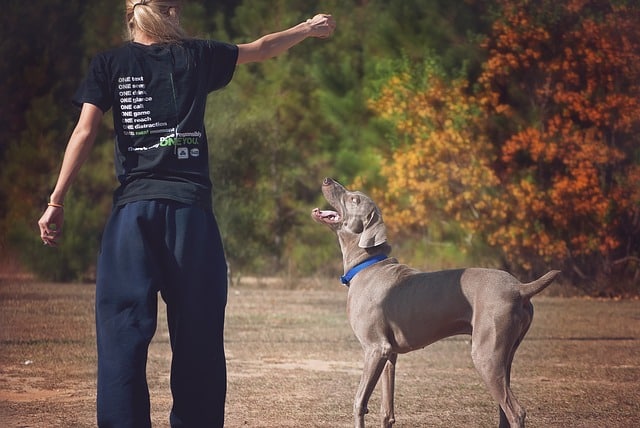 Are Weimaraners good family dogs?