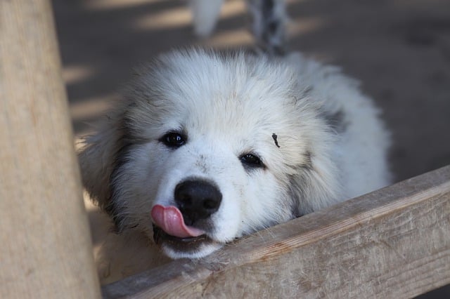 great Pyrenees get along with cats