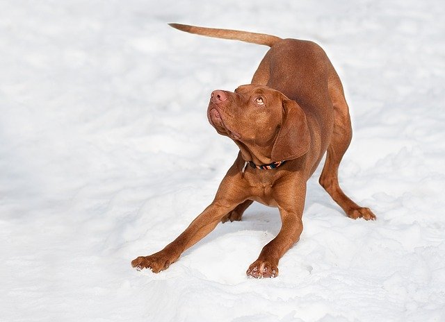 vizslas have webbed feet