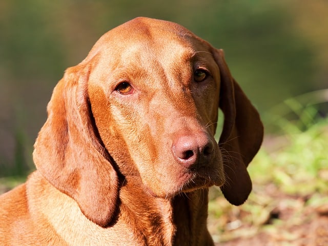Do vizslas have webbed feet?