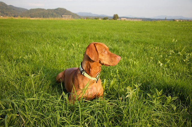 Can vizslas be left alone